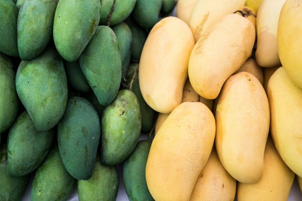 使い捨てLCD温度レコーダーの使用により、マンゴー輸送の安全性が向上します